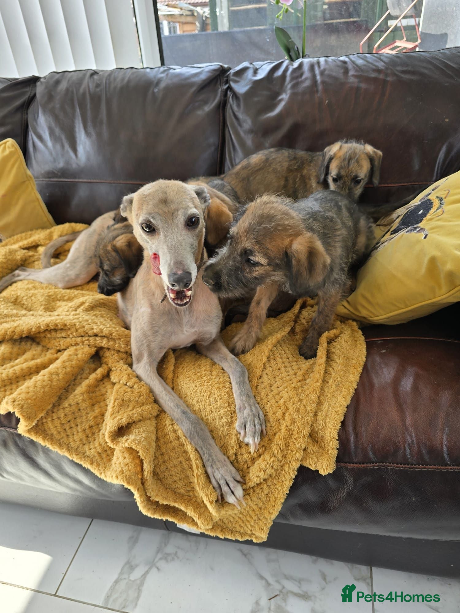 Mixed Breed dogs Bedlington x whippet pups - Advert 1