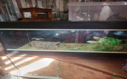 Tortoise reptiles for sale: Leopard tortoise and vivarium  - Image 2