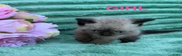 Mixed Breed cats for sale: Exotic X Kittens  in Blandford Forum - Advert 5