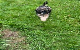 Mixed Breed dogs for sale: Shitzu x frenchie male 6 months old - Image 4