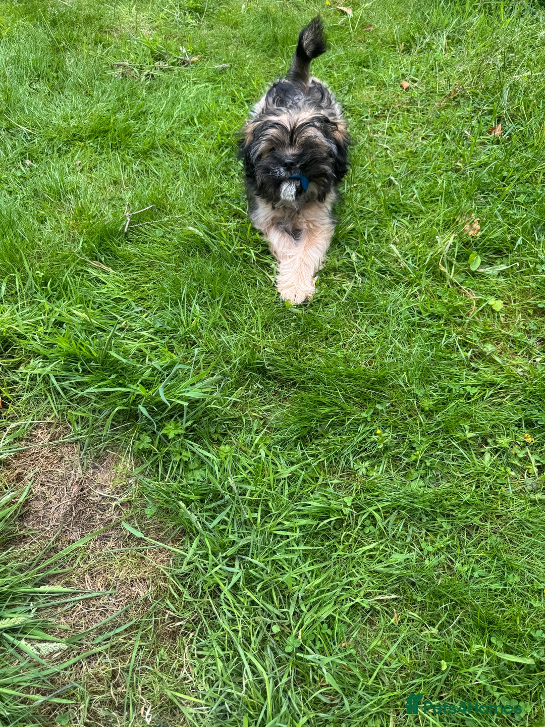 Mixed Breed dogs for sale: Shitzu x frenchie male 6 months old - Image 4