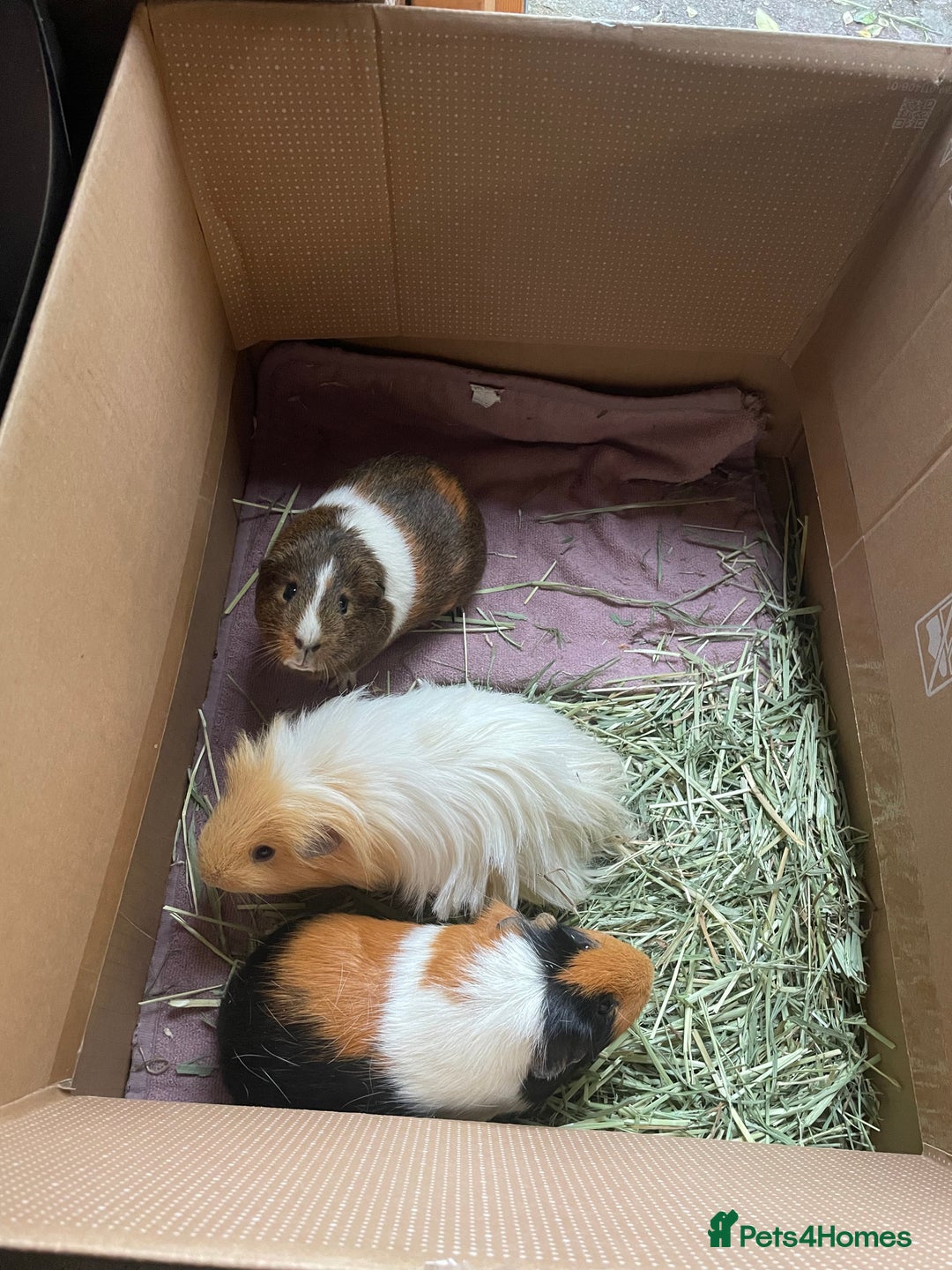 Guinea Pig rodents for sale: Guinea pig family - Advert 7