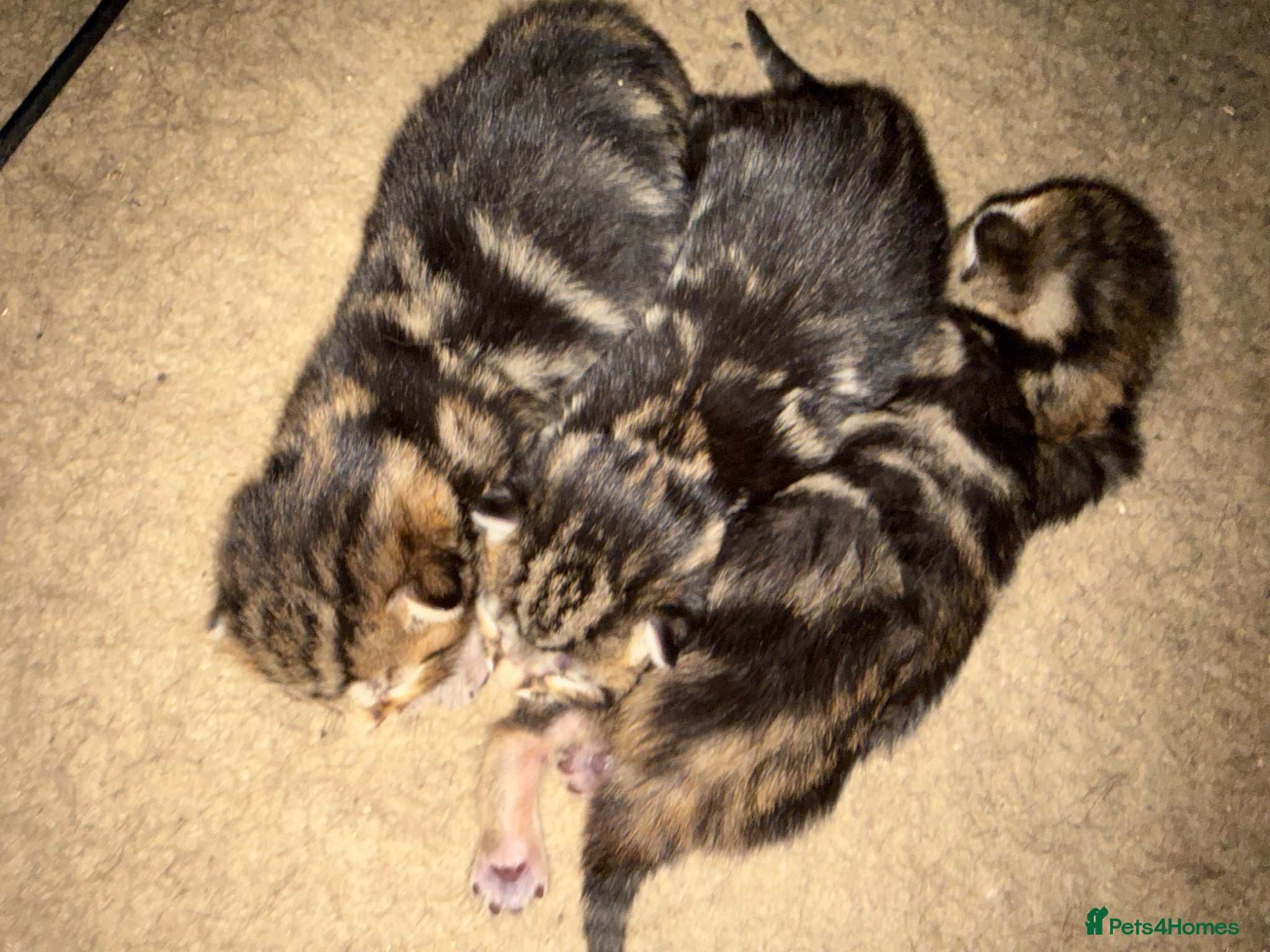 Mixed Breed cats for sale: 3 beautiful kittens  - Advert 8