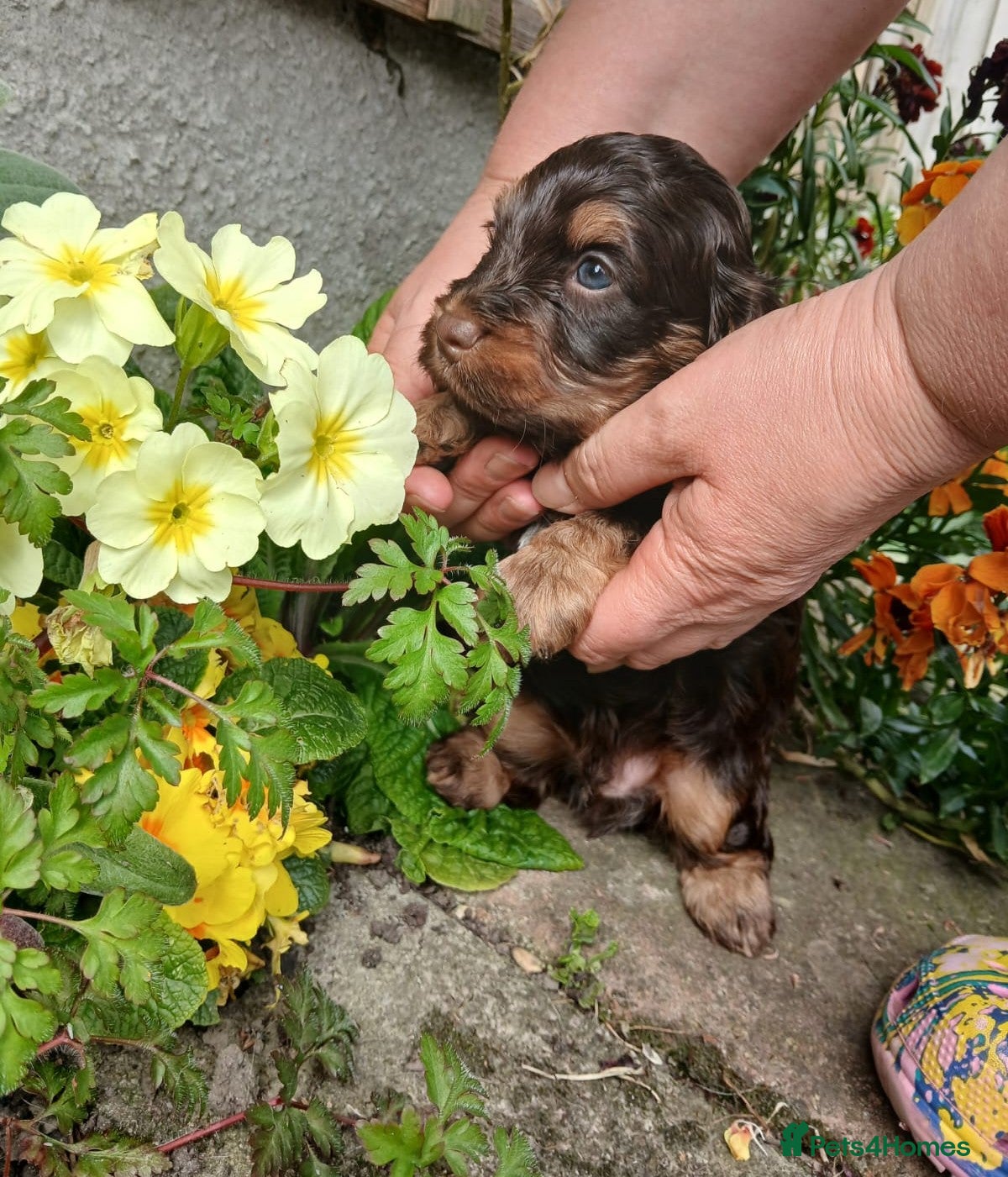 Cockapoo dogs Chocolate health tested F1 cockerpoos - Advert 2