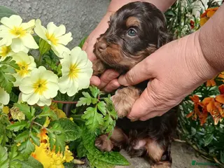 Cockapoo dogs for sale: Chocolate health tested F1 cockerpoos - Advert 2