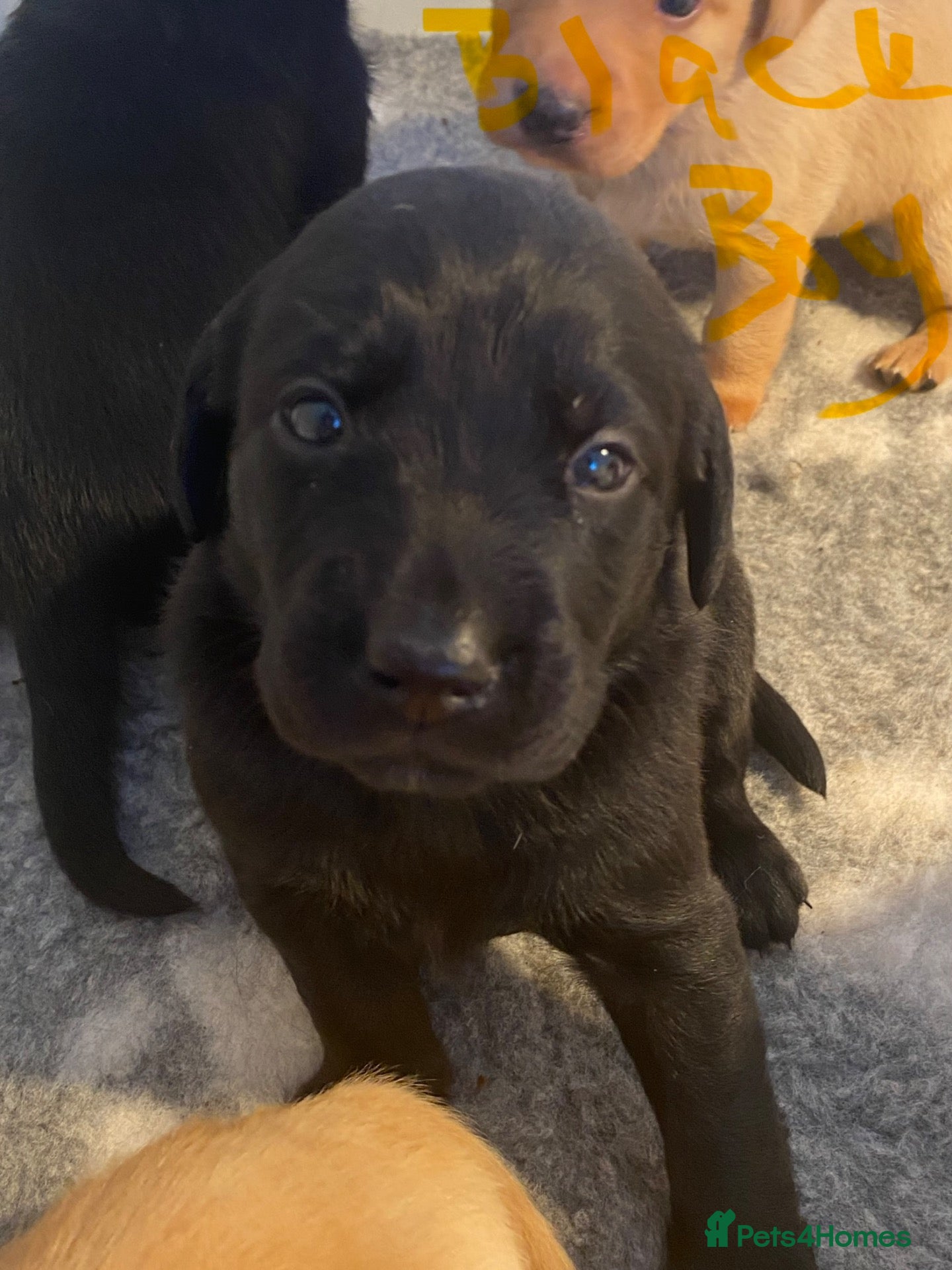 Labrador Retriever dogs KC REG Yellow/fox red and Black Labrador puppies  - Advert 2