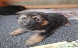 German Shepherd dogs for sale: Stunning litter of German shepherd puppies   - Image 11