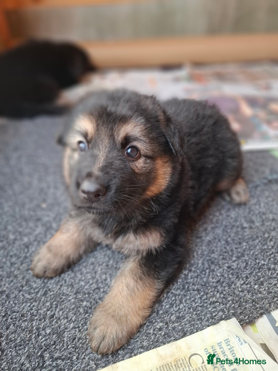German Shepherd dogs for sale: Stunning litter of German shepherd puppies   - Image 11