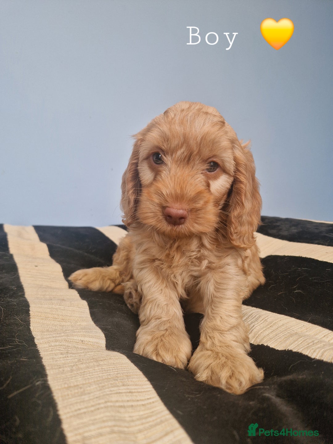 Cockapoo dogs for sale: Miniature cockapoo puppies - Image 9