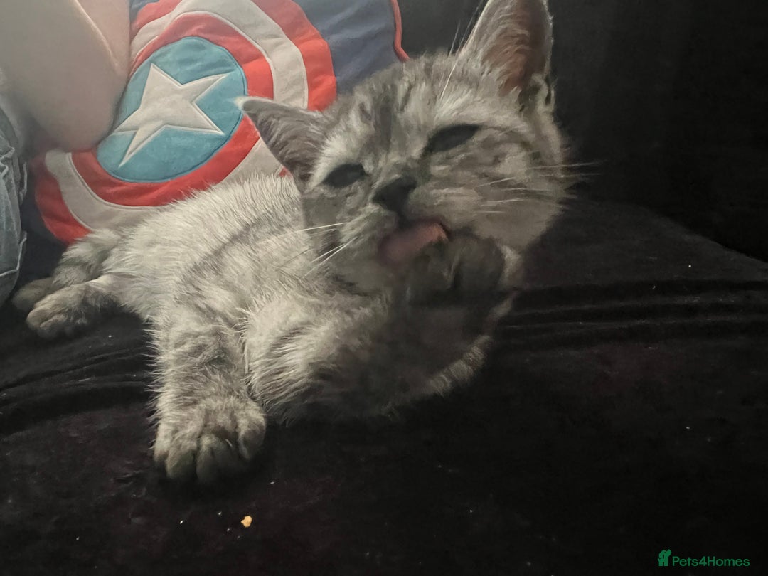 Maine Coon cats for sale: Beautiful cats looking for forever homes - Image 19