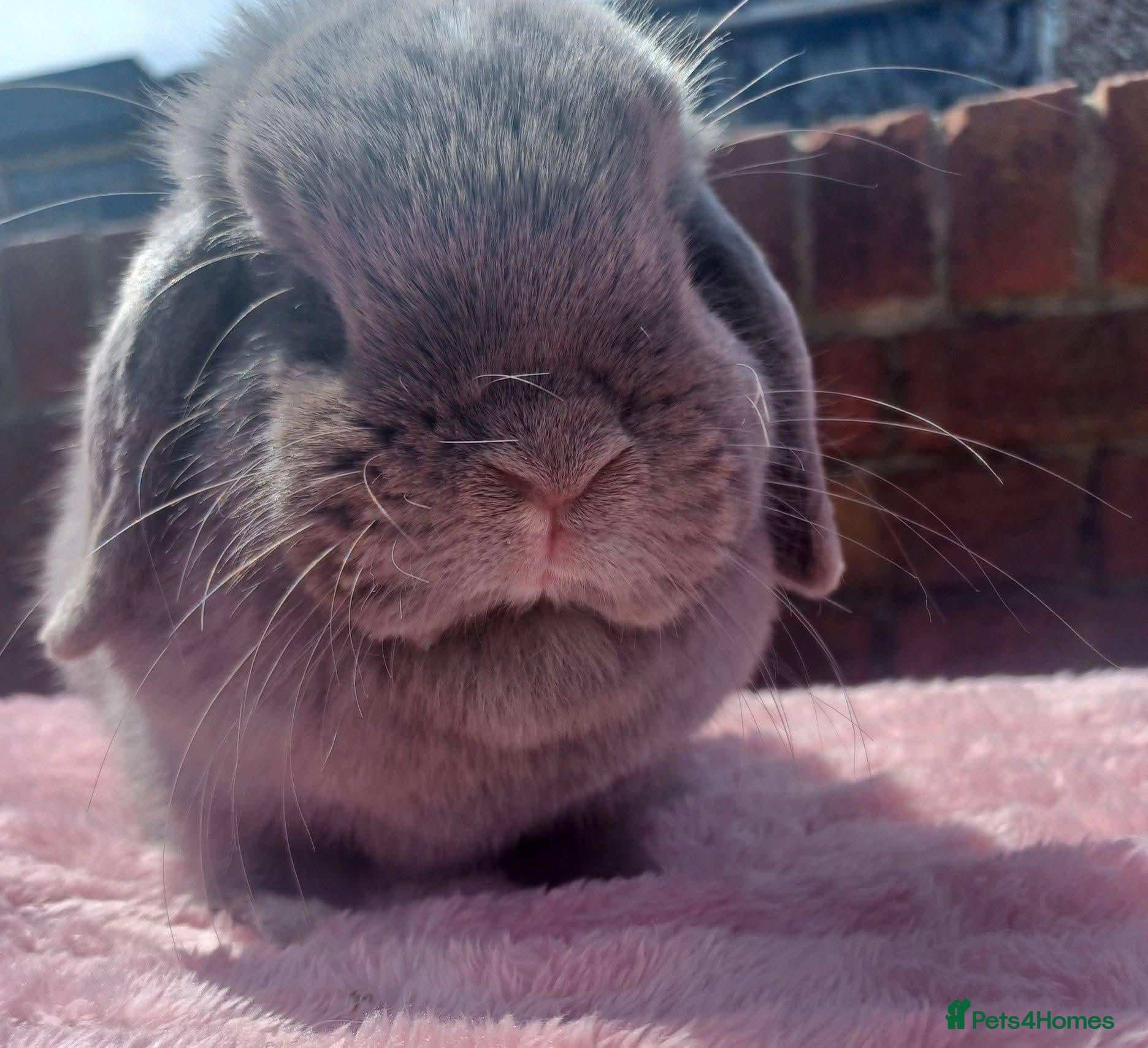 Mini Lop rabbits for sale: Mini lop Doe 12 months old - Advert 15