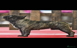 French Bulldog dogs for stud: International Champion French Bulldog for Stud - Image 2