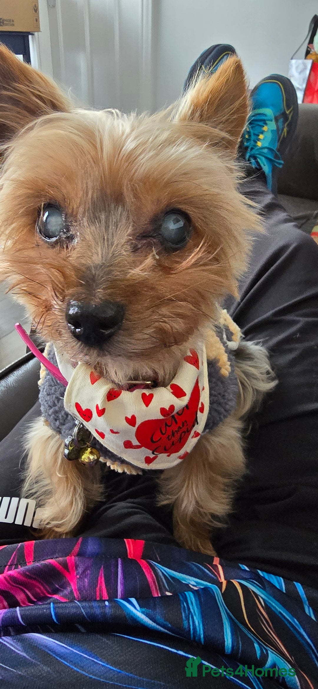 Yorkshire Terrier dogs for sale:    yorkie female - Advert 8