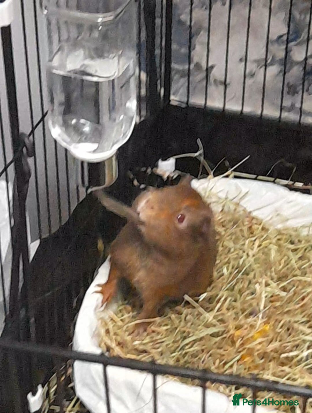 Guinea Pig rodents for sale: 2 male guniea pigs for sale - Advert 4
