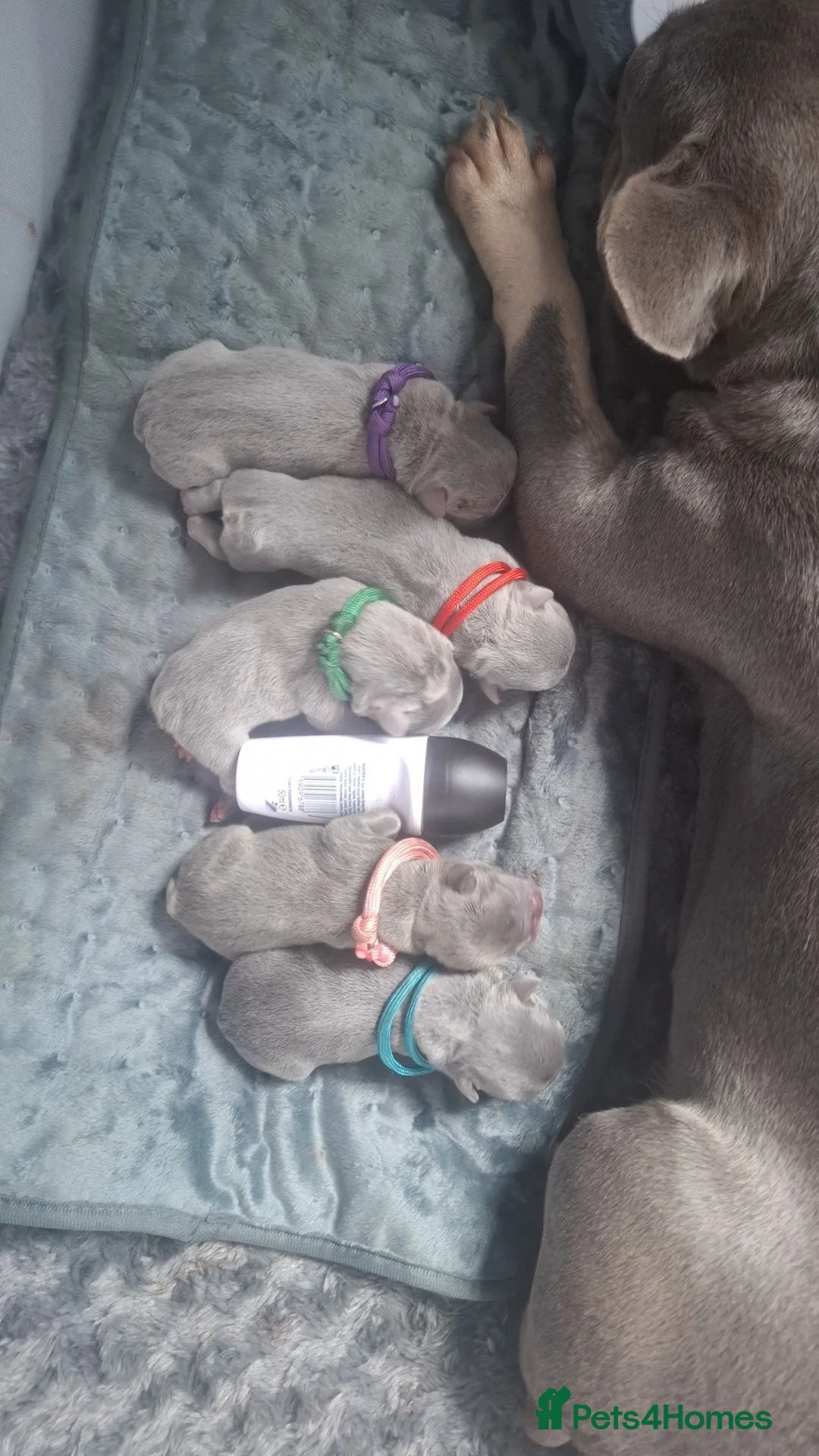 French Bulldog dogs for sale: Lilac & Tan Fenchies in Dudley - Advert 2