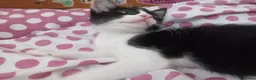 Mixed Breed cats for sale: Beautiful kittens for sale  - Advert 16
