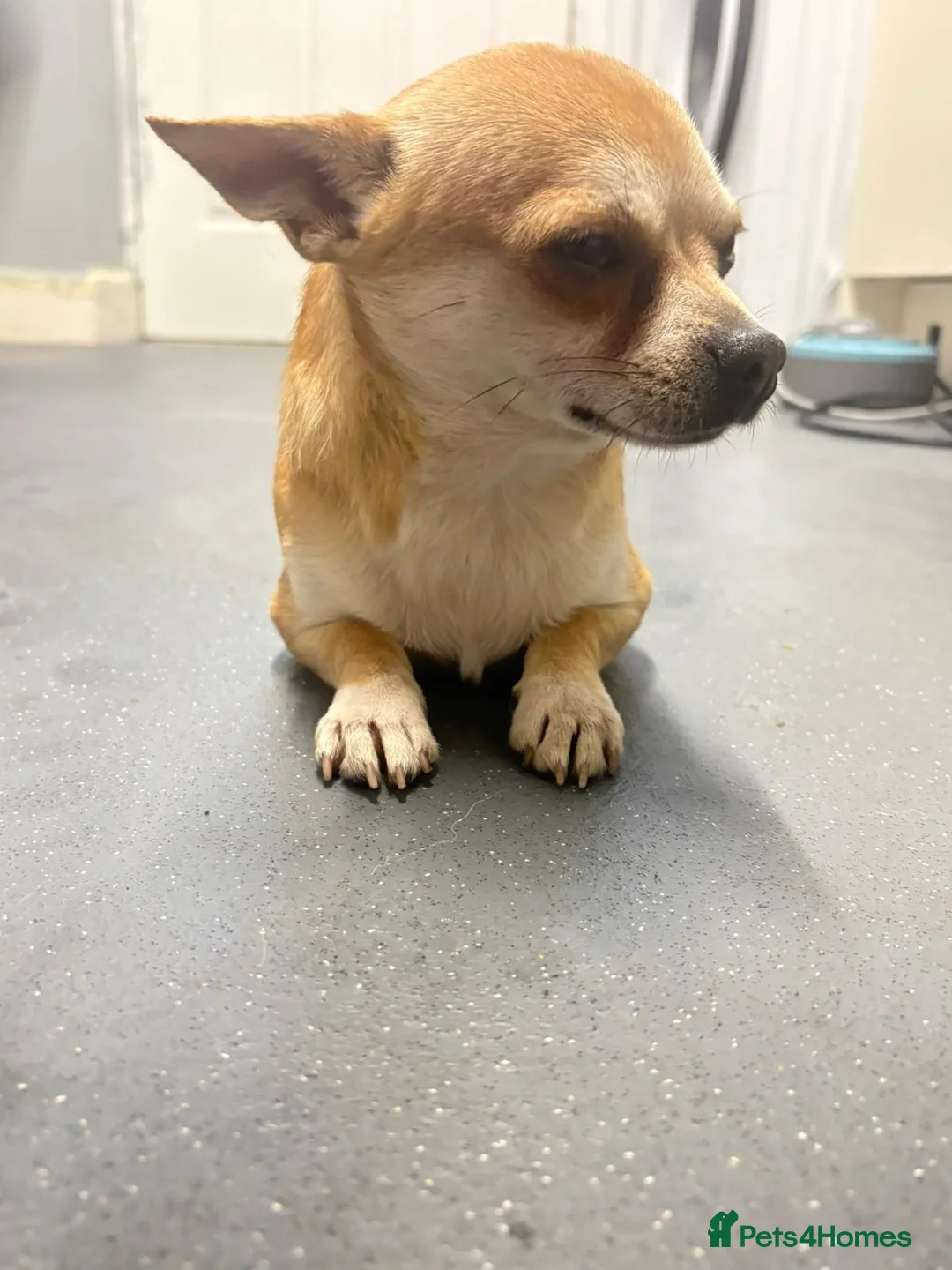 Chihuahua dogs for stud: Milo chihuahua stud - Advert 4