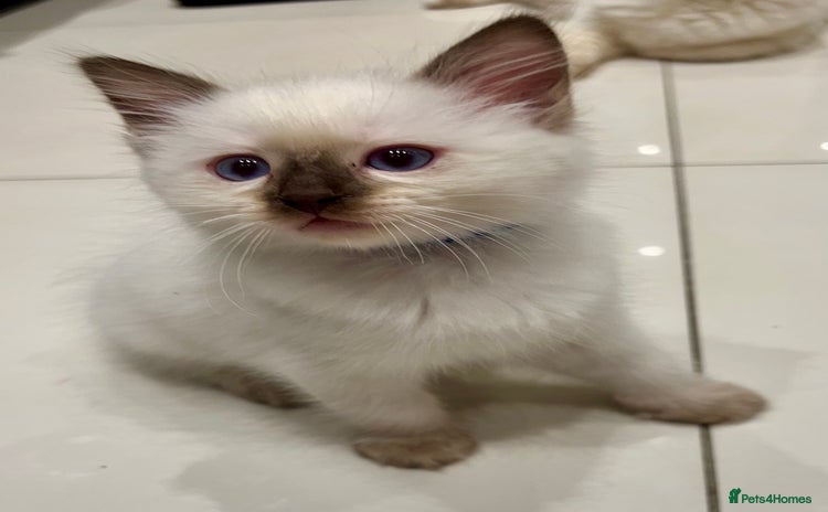 Ragdoll cats - Advert 16