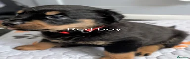 Rottweiler 2 Red boy