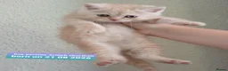 British Shorthair cats for sale: Variety of colours kittens Bradford  - Advert 23