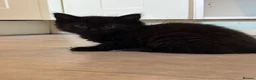 Mixed Breed cats for sale: Mixed gender black kittens for sale  - Advert 12