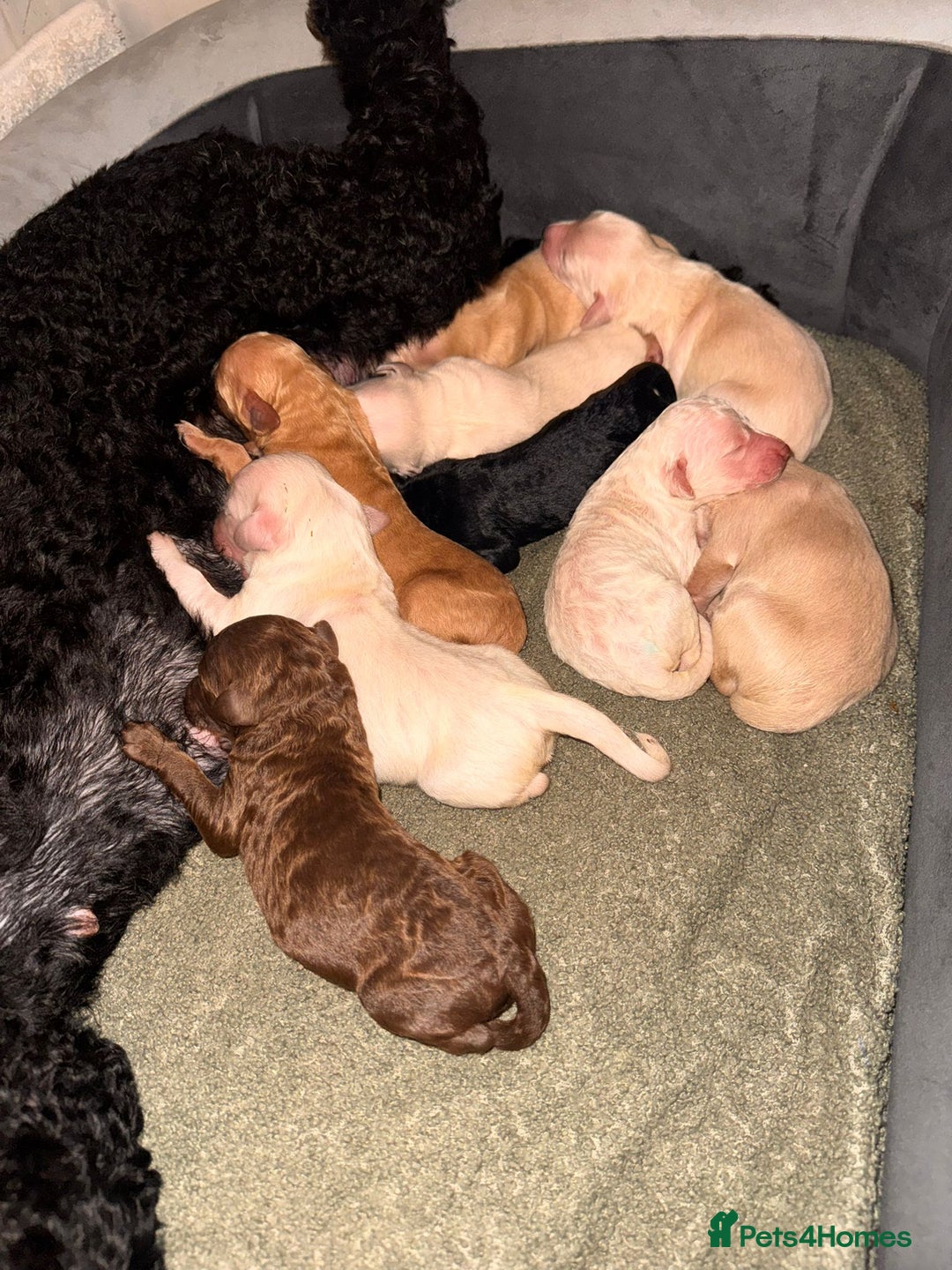 Goldendoodle dogs for sale: Beautiful F1b standard Goldendoodle puppies - Advert 1