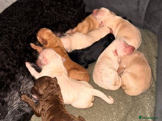 Goldendoodle dogs Beautiful F1b standard Goldendoodle puppies - Advert 2