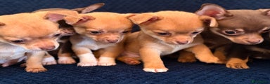 Chihuahua Puppy 4