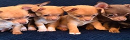 Chihuahua dogs for sale: Small Chihuahua puppies available today - Advert 10