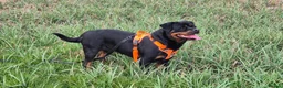 Rottweiler dogs for sale: Pedigree Rottweiler Female 3 Years 3 months old. - Advert 6