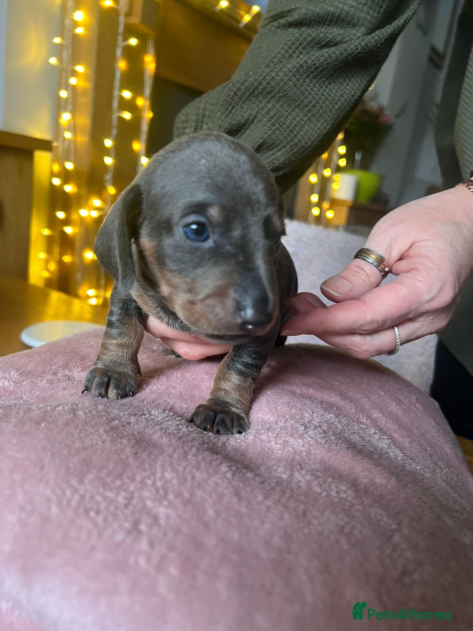 Miniature Dachshund dogs Miniature dachshunds rainbow litter - Advert 15