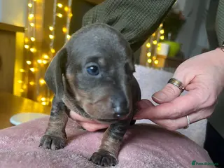 Miniature Dachshund dogs Miniature dachshunds rainbow litter - Advert 15