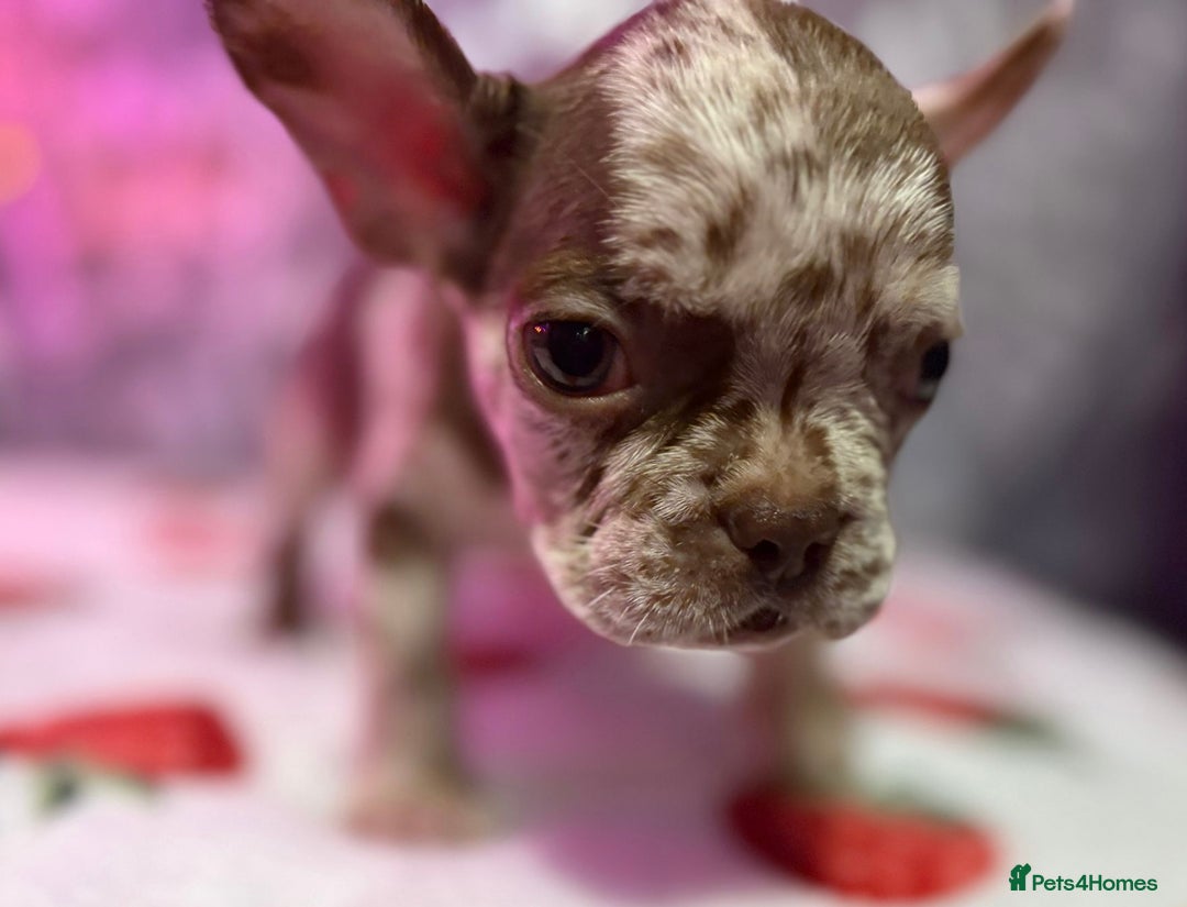 French Bulldog dogs for sale: French bulldog puppy’s - Image 24