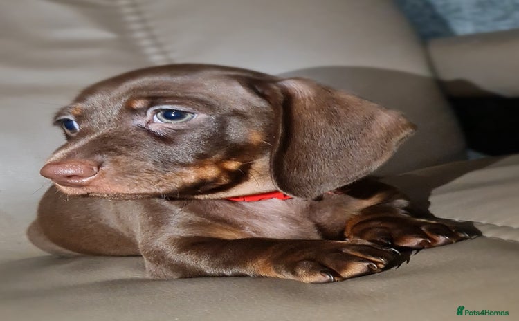 Miniature Dachshund dogs - Advert 8