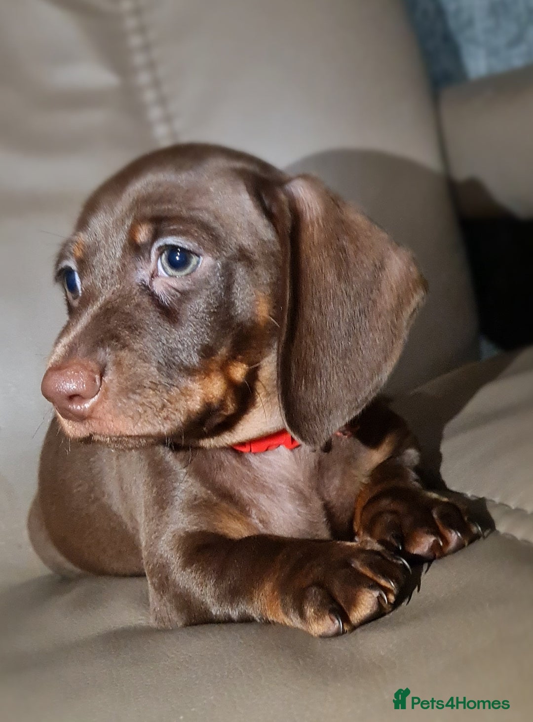 Miniature Dachshund dogs for sale: 💜 STUNNING MINIATURE CHOCOLATE Dachshunds💜 - Image 8