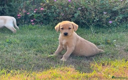 Labrador Retriever dogs for sale: Lovely KC Registered Labrador Puppies - Image 7