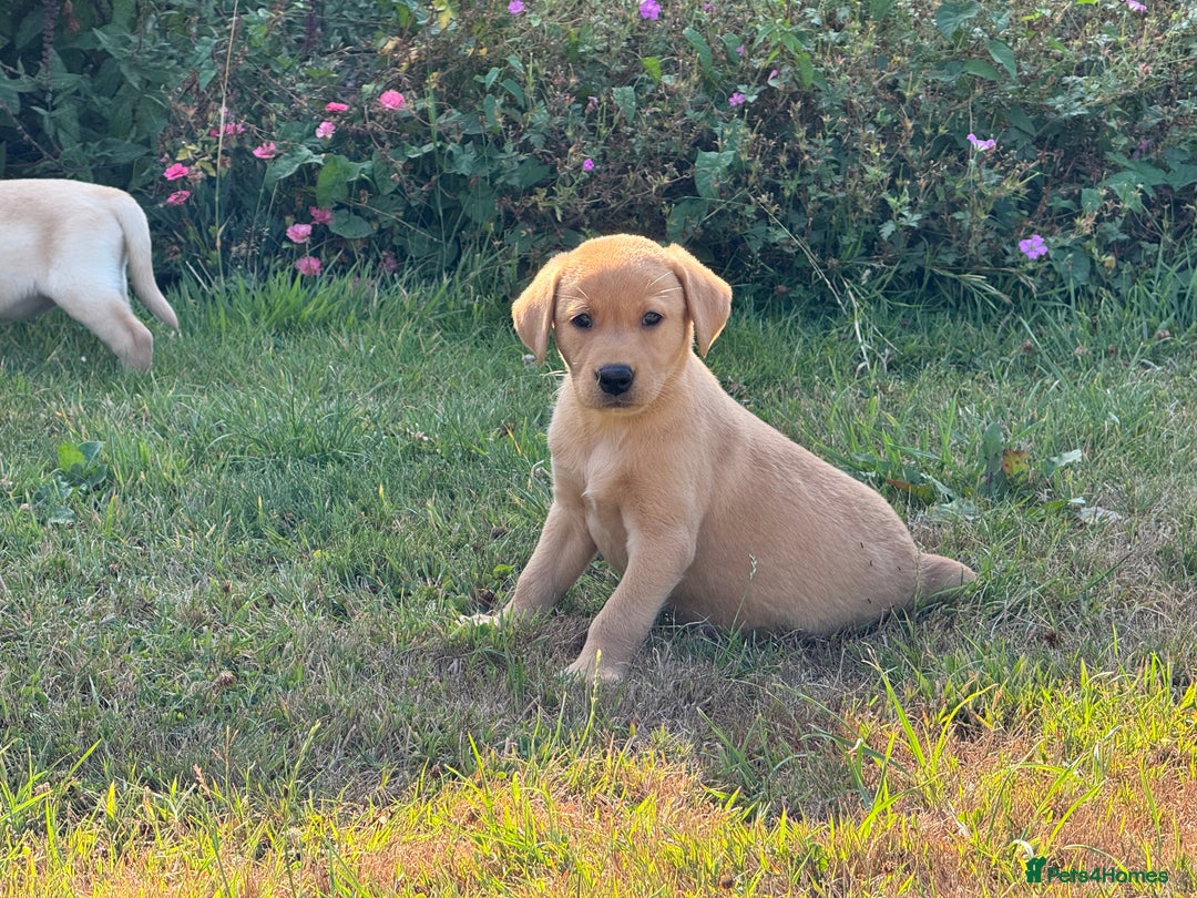 Labrador Retriever dogs for sale: Lovely KC Registered Labrador Puppies - Image 7