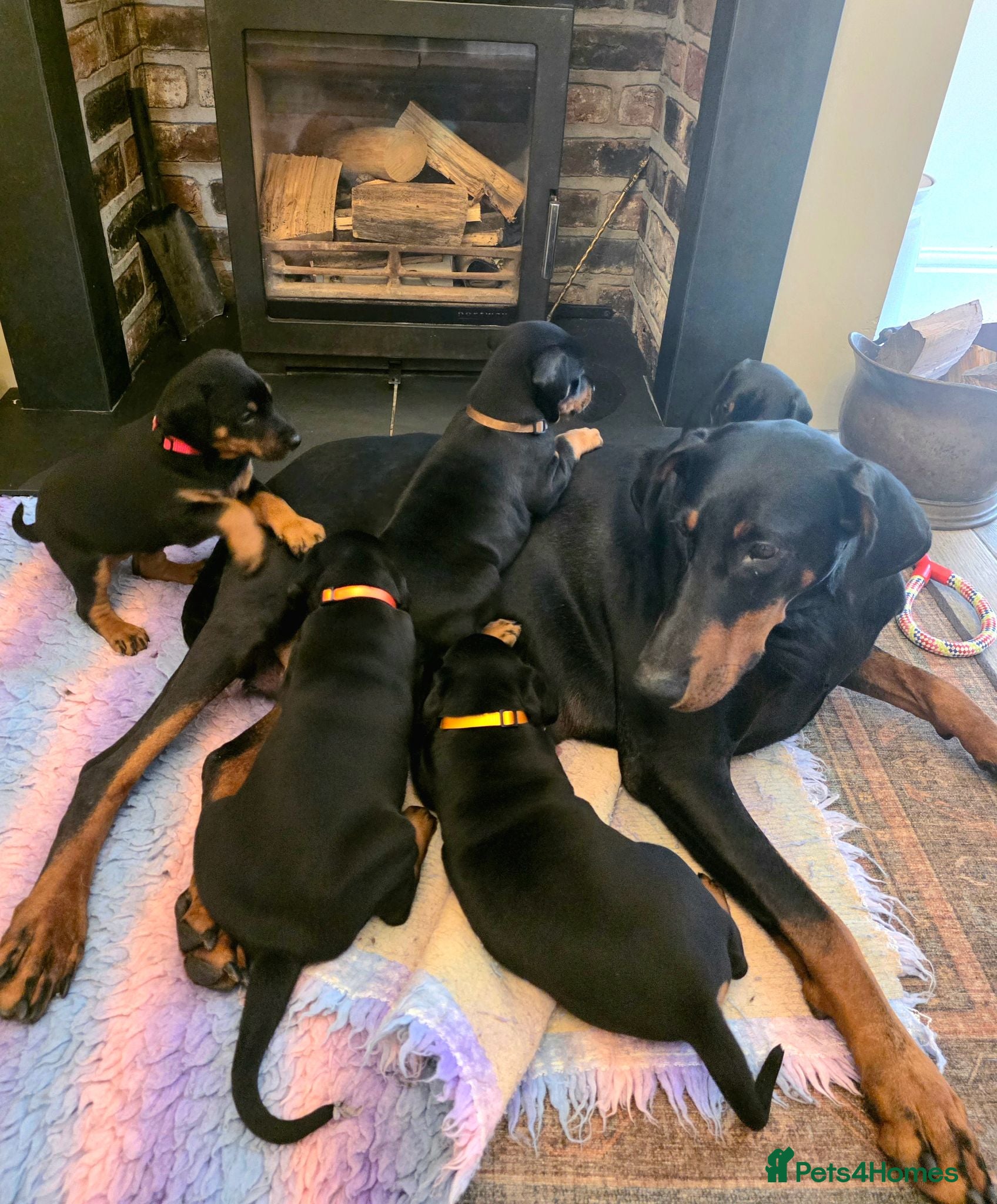 Dobermann dogs Fantastic KC Dobermann Puppies  - Advert 2