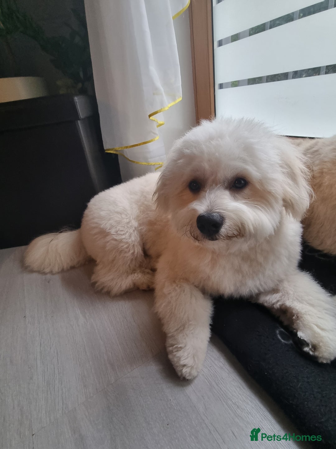 Mixed Breed dogs for stud: Teddy - Image 4