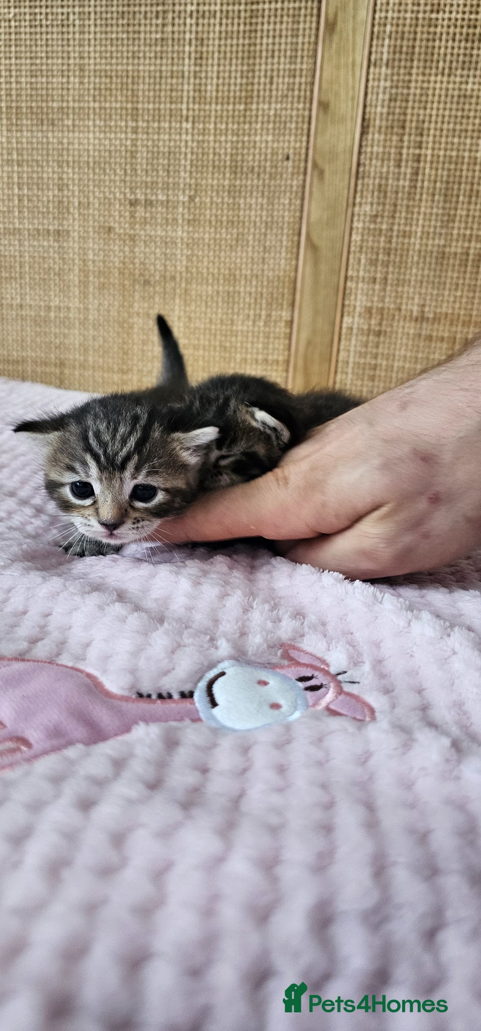 Mixed Breed cats for sale: Beautiful Bengal Mix Kittens - Advert 7