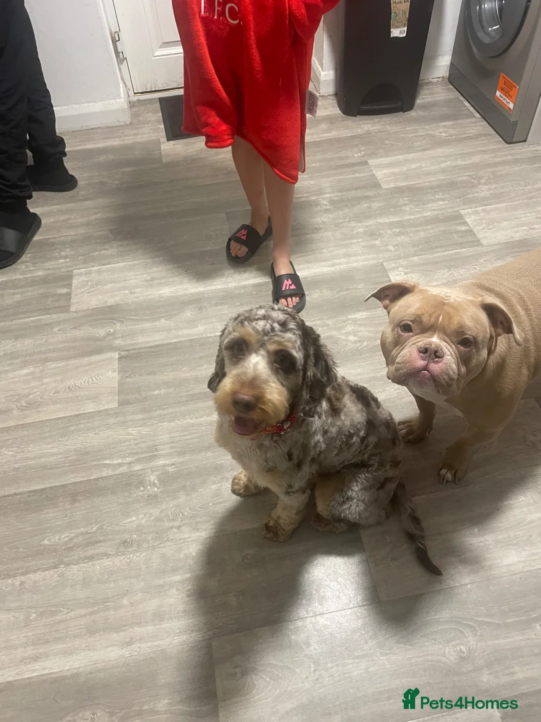 Mixed Breed dogs for sale: Pocket bully x cockapoo puppies  - Advert 2