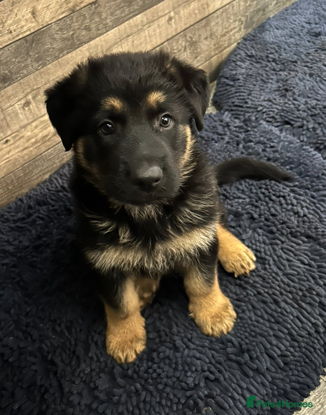 German Shepherd dogs for sale: Gorgeous Male German Shepherd Pup for Sale - Image 2