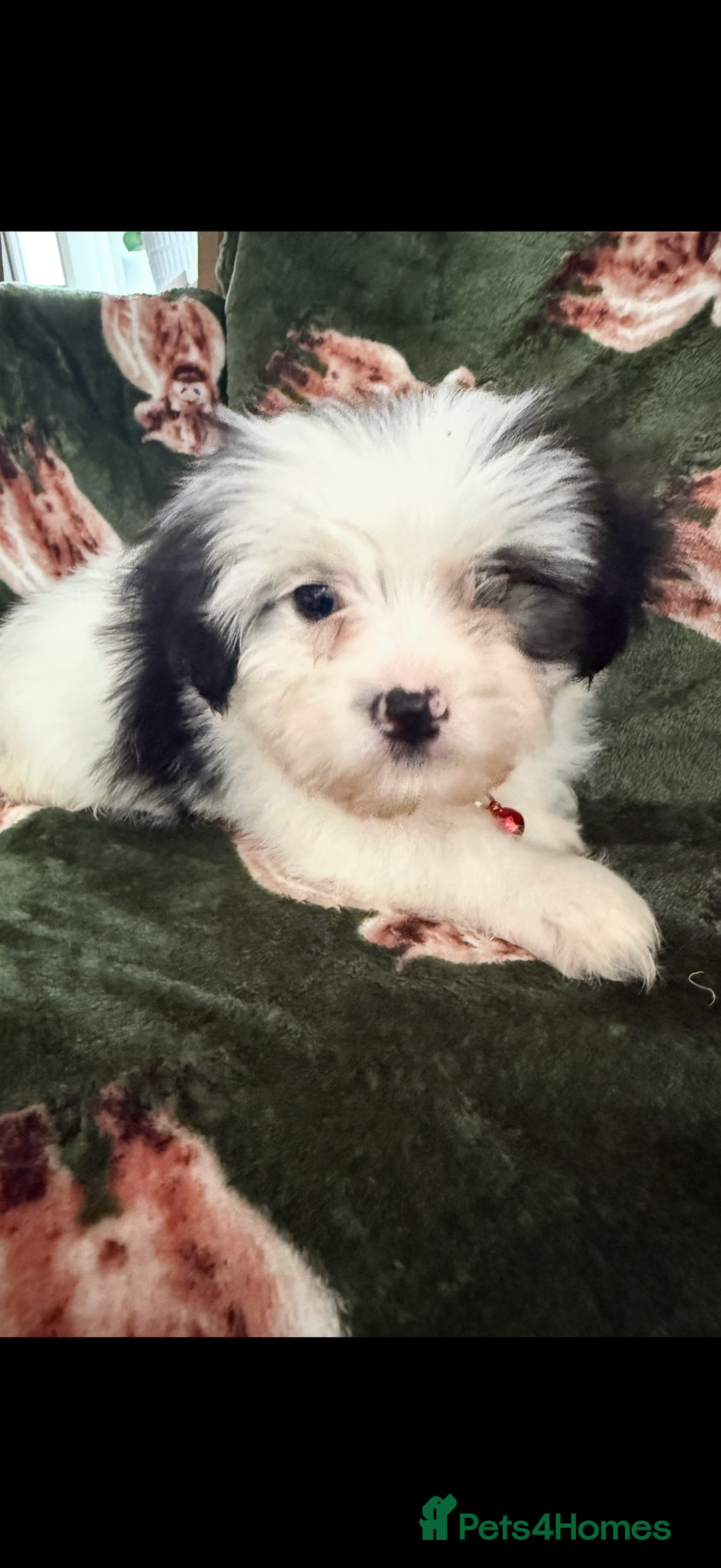 Shih Tzu dogs for sale: Shih tzu puppy’s  - Image 11