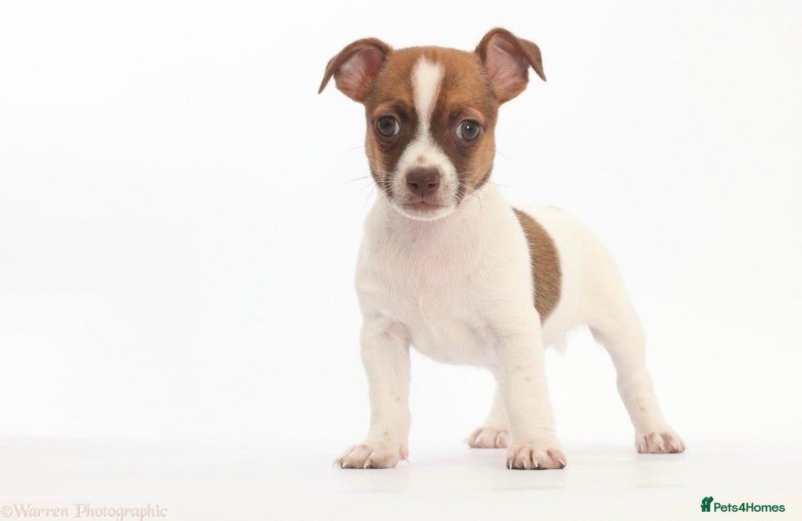 Jack Russell dogs Adorable mini Jack Russell babies  - Advert 1