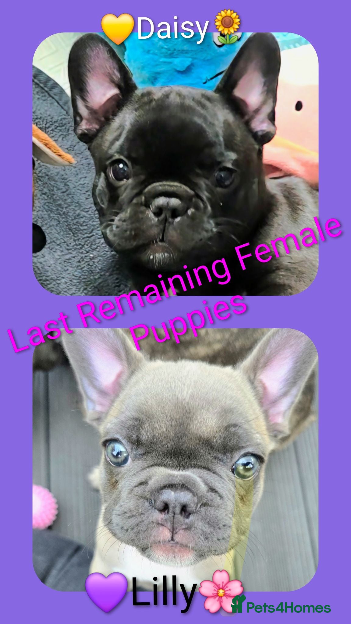 French Bulldog dogs ✨️Beautiful Blue/Lilac-Fawn Female Puppy ✨️ - Advert 9
