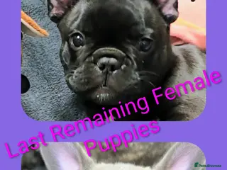French Bulldog dogs ✨️Beautiful Blue/Lilac-Fawn Female Puppy ✨️ - Advert 9