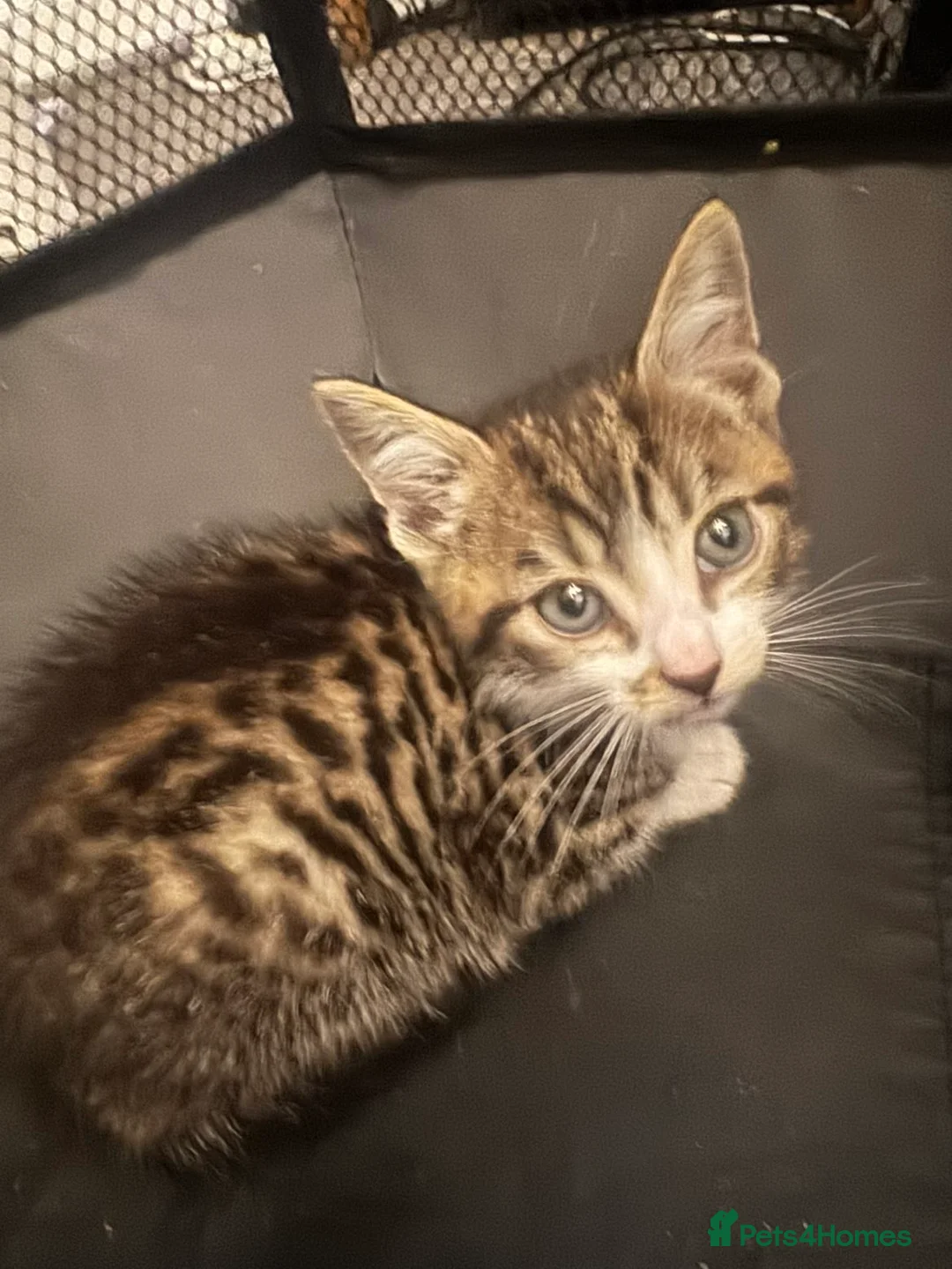 Bengal cats for sale: Beautiful Bengal cross kittens  - Advert 5