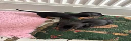 Miniature Dachshund dogs for sale: miniature dachshund - Advert 4