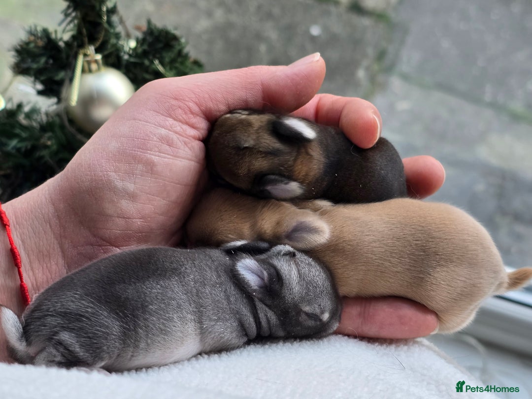 Netherland Dwarf rabbits for sale: Netherland dwarf babies bunnies - Advert 5
