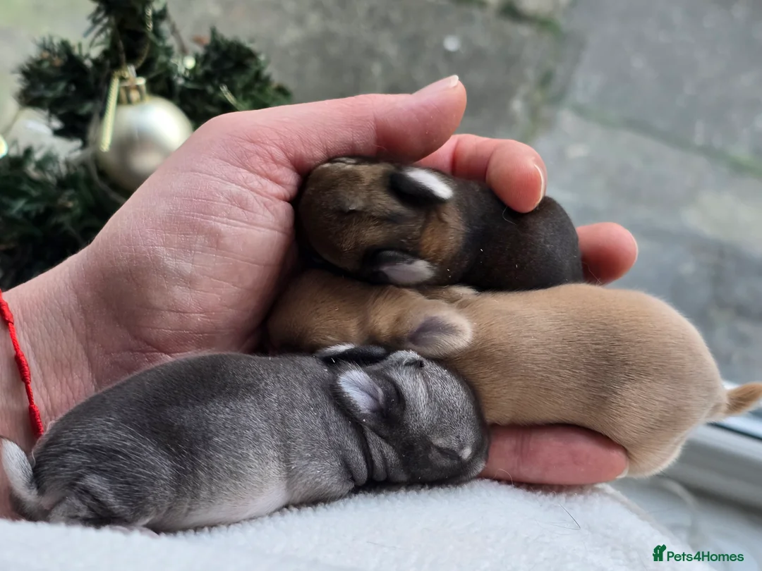 Netherland Dwarf rabbits for sale: Netherland dwarf babies bunnies - Advert 14